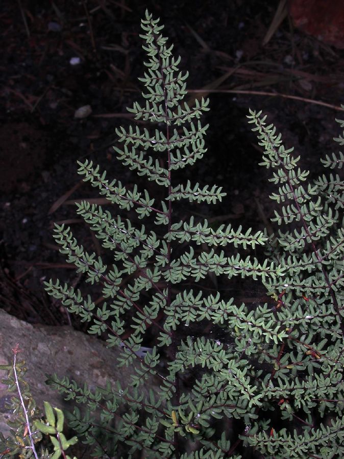 Pteridaceae Pellaea mucronata