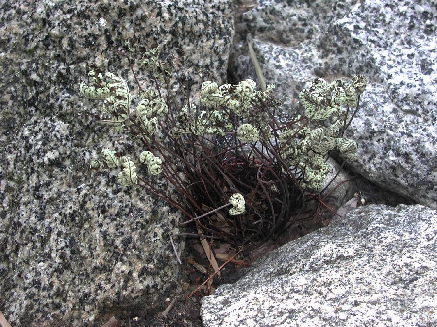 Pteridaceae Pentagramma triangularis