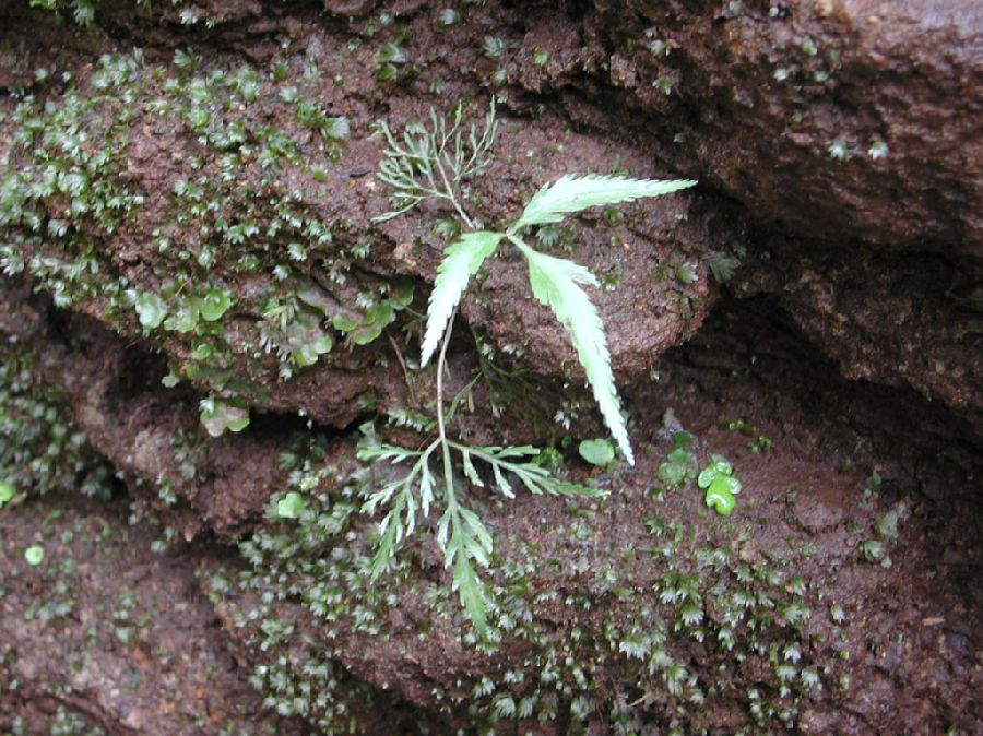 Pteridaceae Pteris altissima