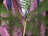 image of Pteris podophylla