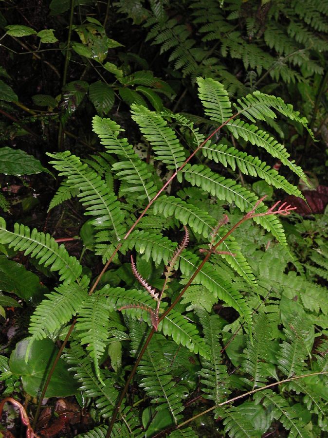 Pteridaceae Pteris quadriaurita