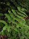 image of Pteris quadriaurita