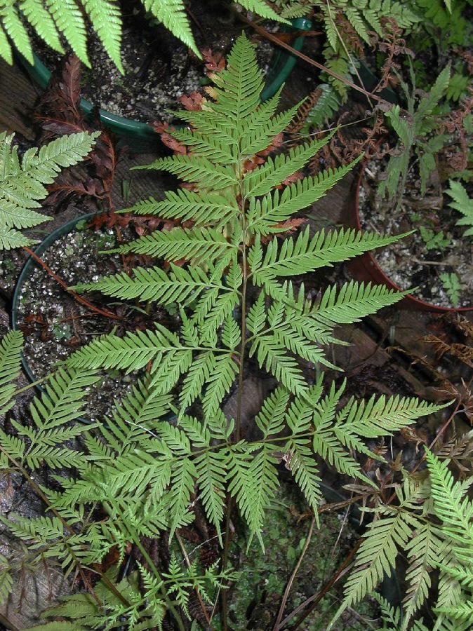 Pteridaceae Pteris tremula