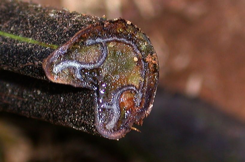 Pteridaceae Pteris podophylla