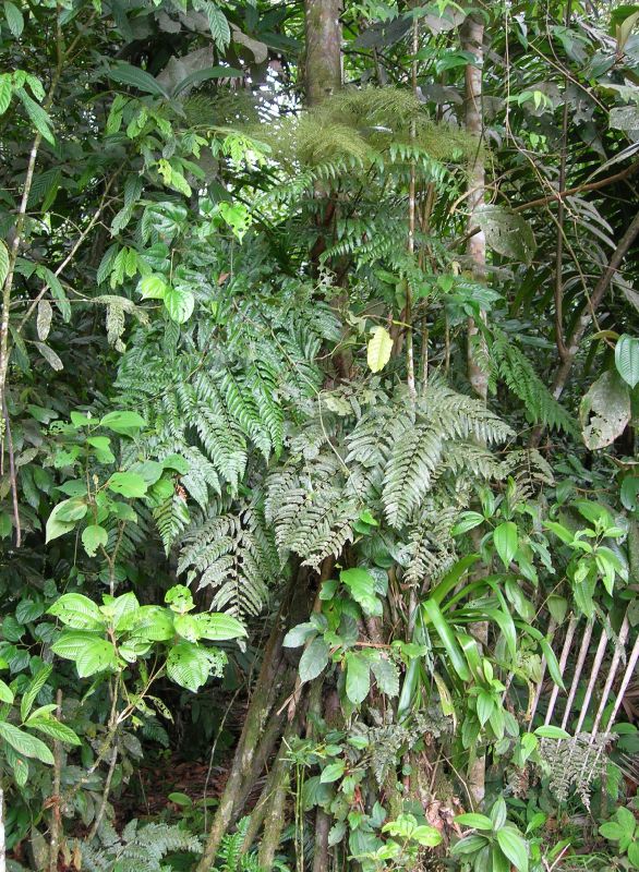 Dryopteridaceae Polybotrya osmundacea