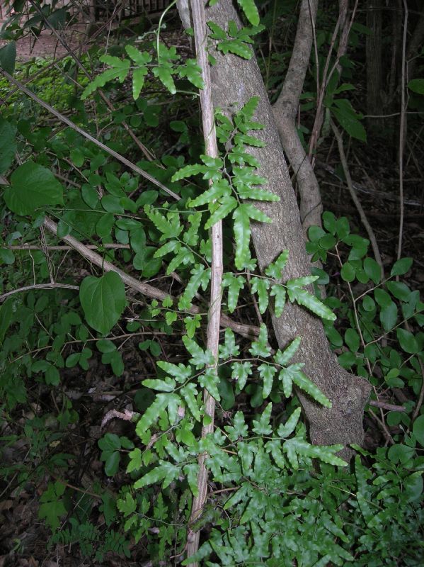 Lygodiaceae Lygodium venustum