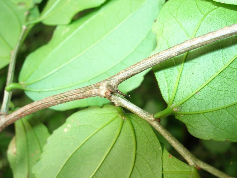 Rhamnaceae Ziziphus guatemalensis