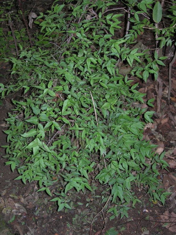 Celastraceae Maytenus 