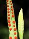 image of Pleopeltis macrocarpa