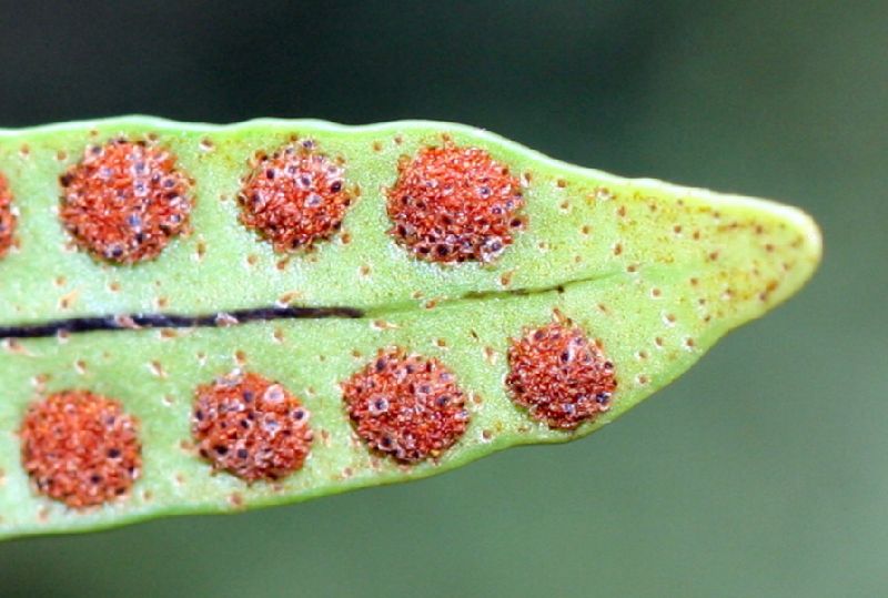 Polypodiaceae Pleopeltis macrocarpa