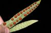 image of Pleopeltis macrocarpa