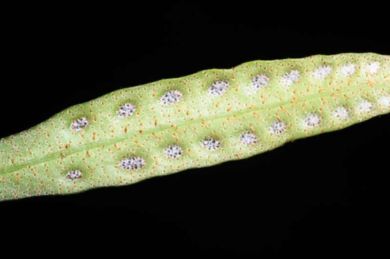 Polypodiaceae Pleopeltis macrocarpa