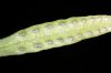image of Pleopeltis macrocarpa