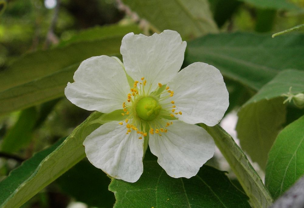 Muntingiaceae Muntingia calabura