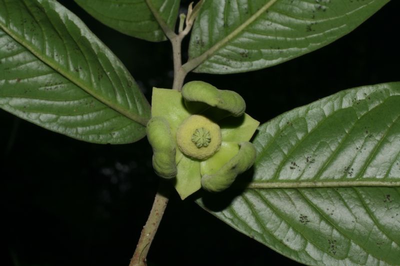 Annonaceae Cymbopetalum costaricense