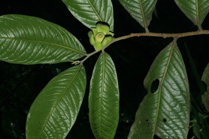 Annonaceae Cymbopetalum costaricense