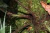 image of Asplenium serra