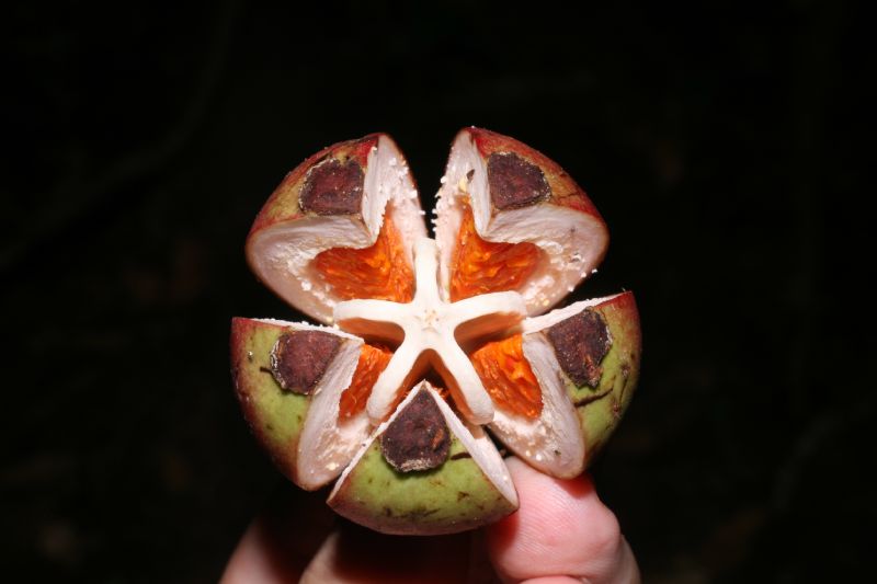 Clusiaceae Clusia valeroi