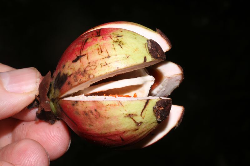 Clusiaceae Clusia valeroi