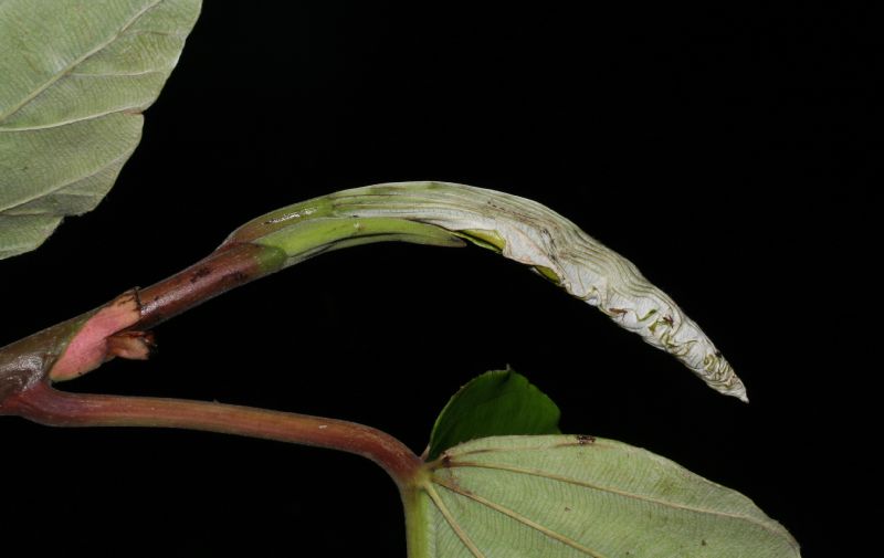 Urticaceae Coussapoa nymphaeifolia