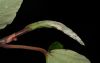 image of Coussapoa nymphaeifolia