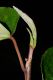 image of Coussapoa nymphaeifolia