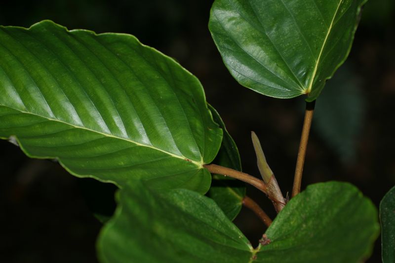 Urticaceae Coussapoa nymphaeifolia