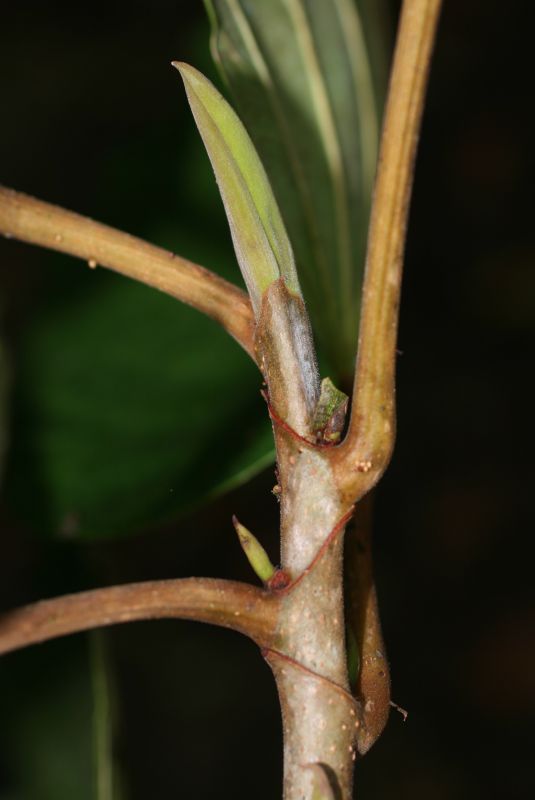 Urticaceae Coussapoa nymphaeifolia
