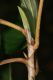 image of Coussapoa nymphaeifolia