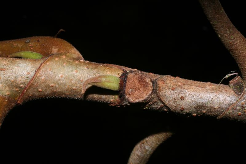 Urticaceae Coussapoa nymphaeifolia