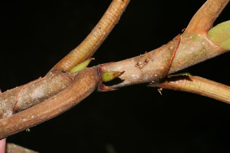 Urticaceae Coussapoa nymphaeifolia