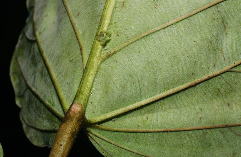 Urticaceae Coussapoa nymphaeifolia