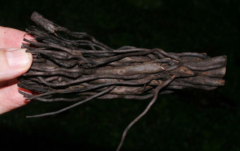 Athyriaceae Diplazium striatastrum