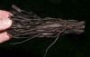 image of Diplazium striatastrum