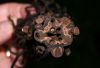 image of Diplazium striatastrum