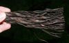 image of Diplazium striatastrum