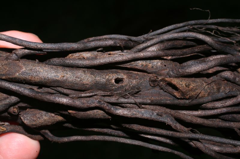 Athyriaceae Diplazium striatastrum