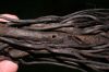 image of Diplazium striatastrum