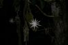 image of Epiphyllum hookeri