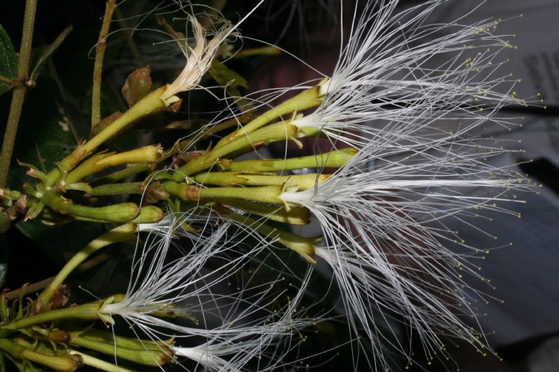 Fabaceae Inga edulis