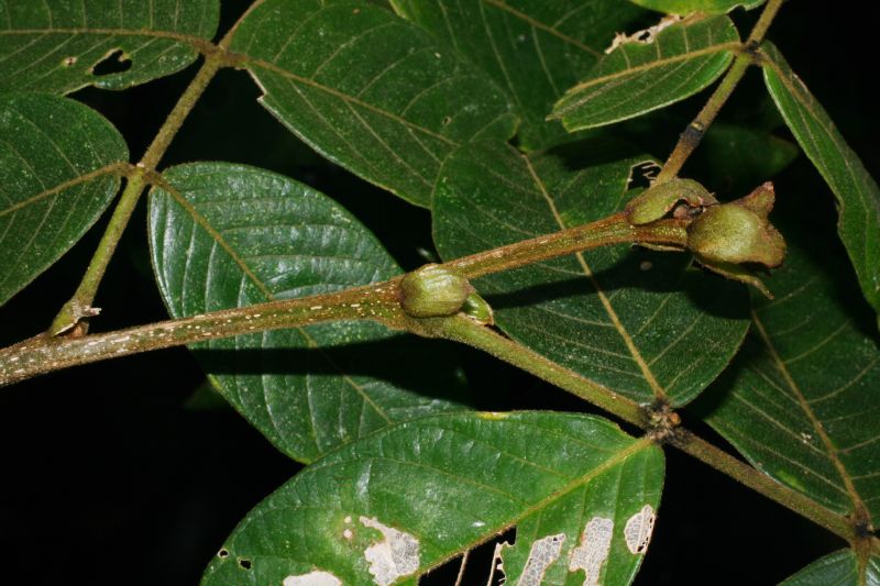 Fabaceae Inga edulis