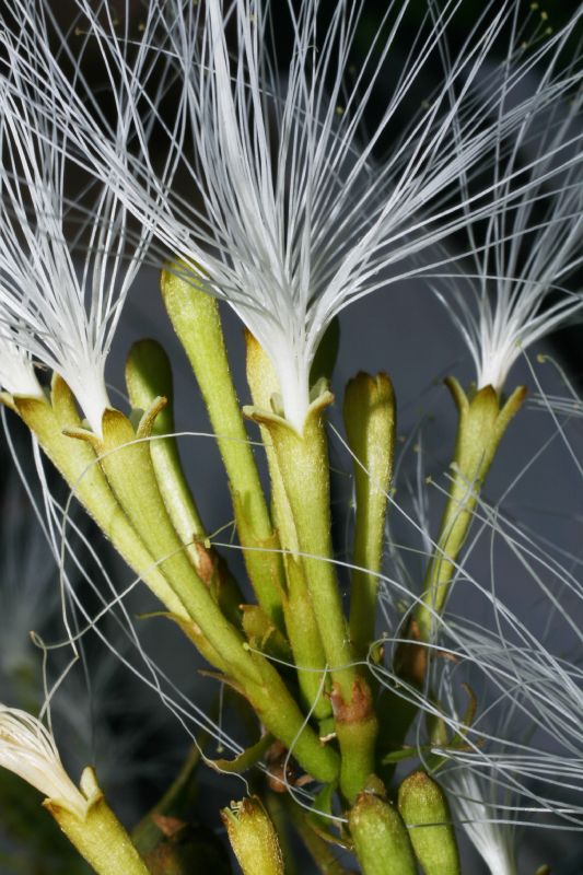 Fabaceae Inga edulis