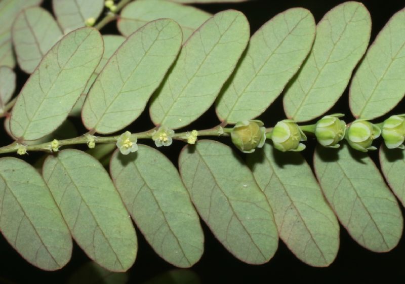 Phyllanthaceae Phyllanthus amarus