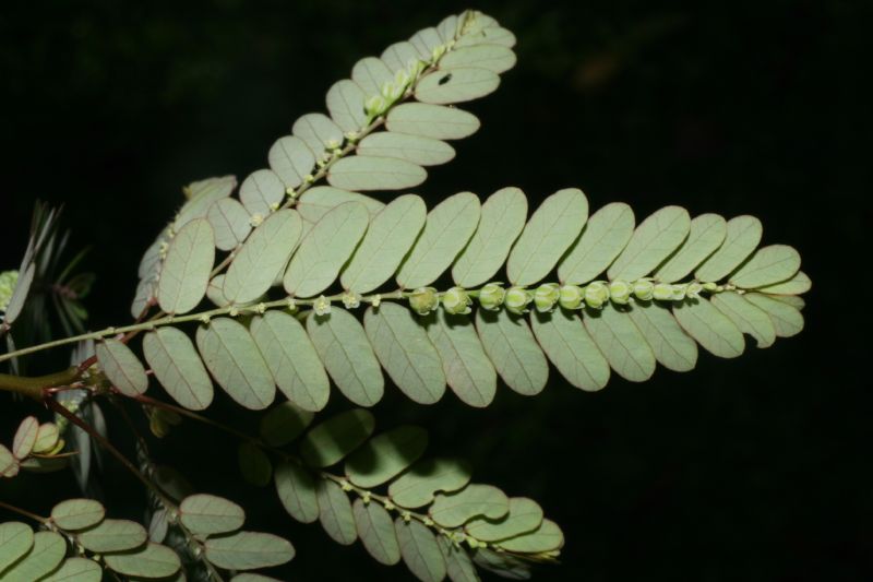 Phyllanthaceae Phyllanthus amarus