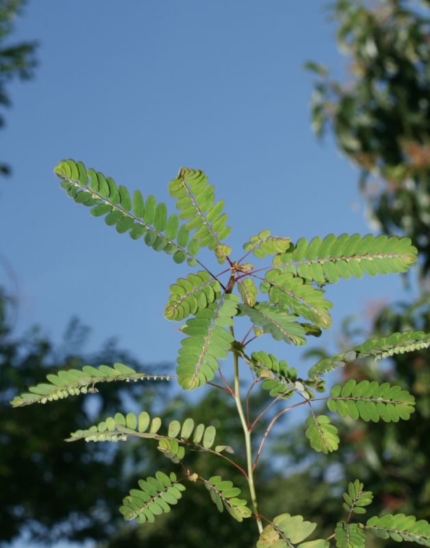 Phyllanthaceae Phyllanthus amarus