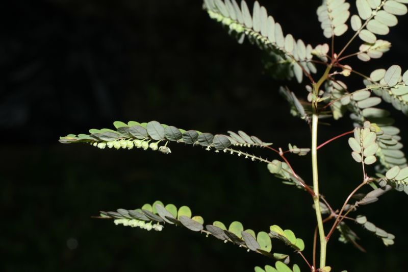 Phyllanthaceae Phyllanthus amarus