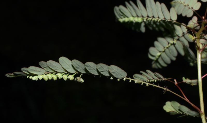 Phyllanthaceae Phyllanthus amarus