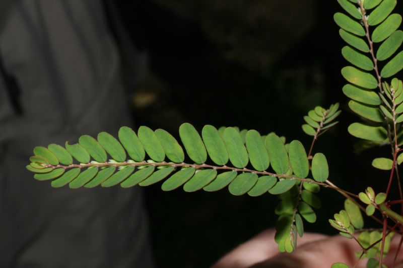 Phyllanthaceae Phyllanthus amarus