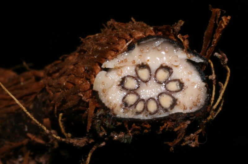 Dryopteridaceae Polybotrya caudata