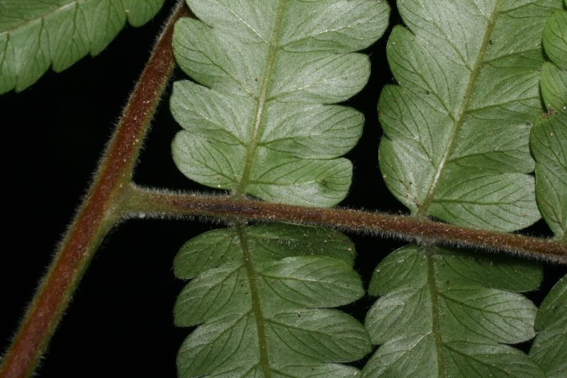 Dryopteridaceae Polybotrya caudata